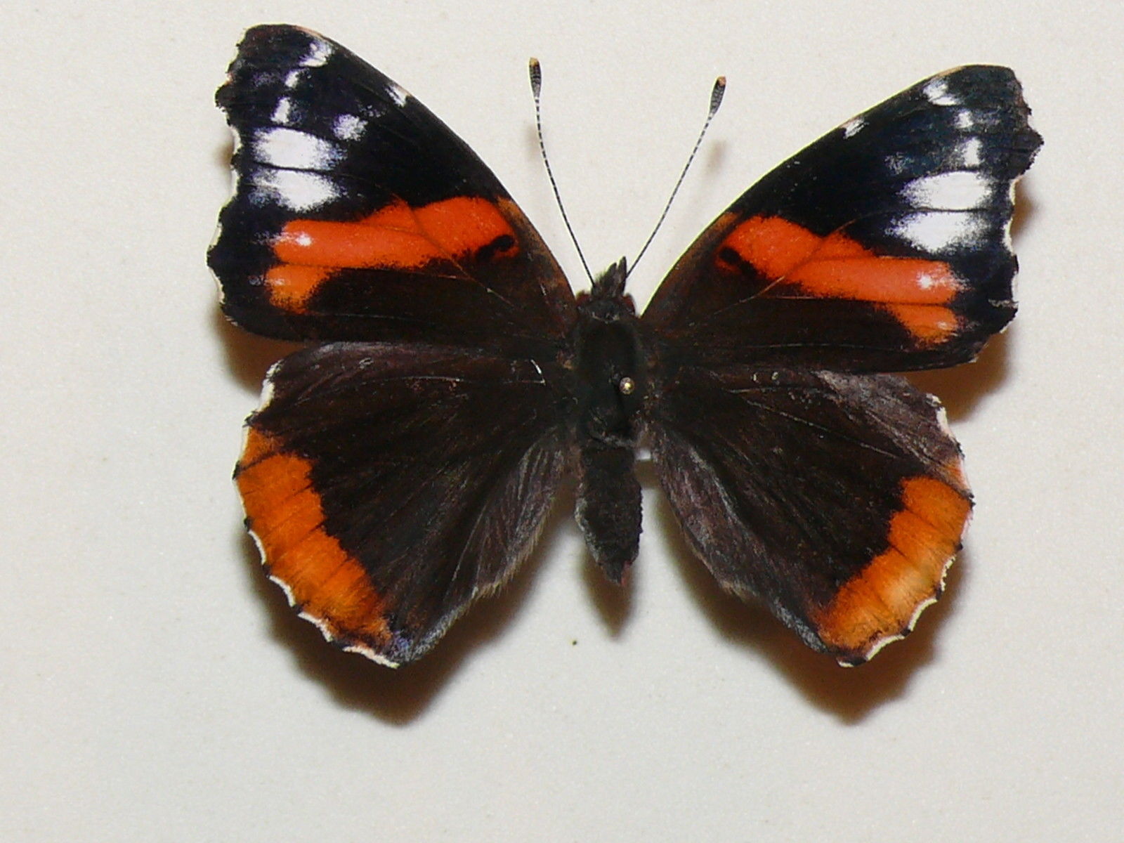 Vanessa atalanta (aberration (2)) Internet Image property of respective owner, non-commercial use only